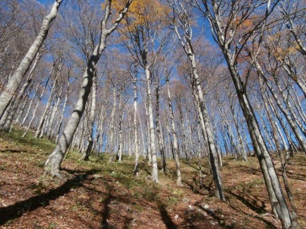 Bukova šuma (foto: arhiva JUP)