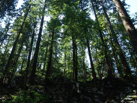 Bukovo-jelova šuma (foto: JUP)