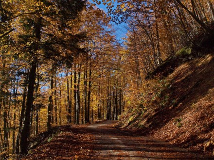 Šuma u jesen - NP Risnjak