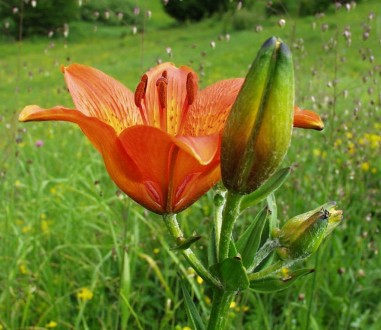 Orange lily (Lilium bulbiferum) Photo: M. Randić