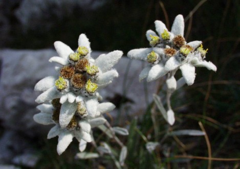 Edelweiss (Leontopodium alpinum) (Photo: M. Randić)