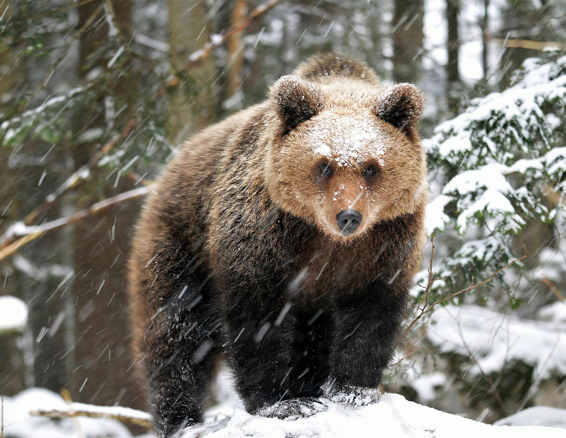 medvjed u snijegu