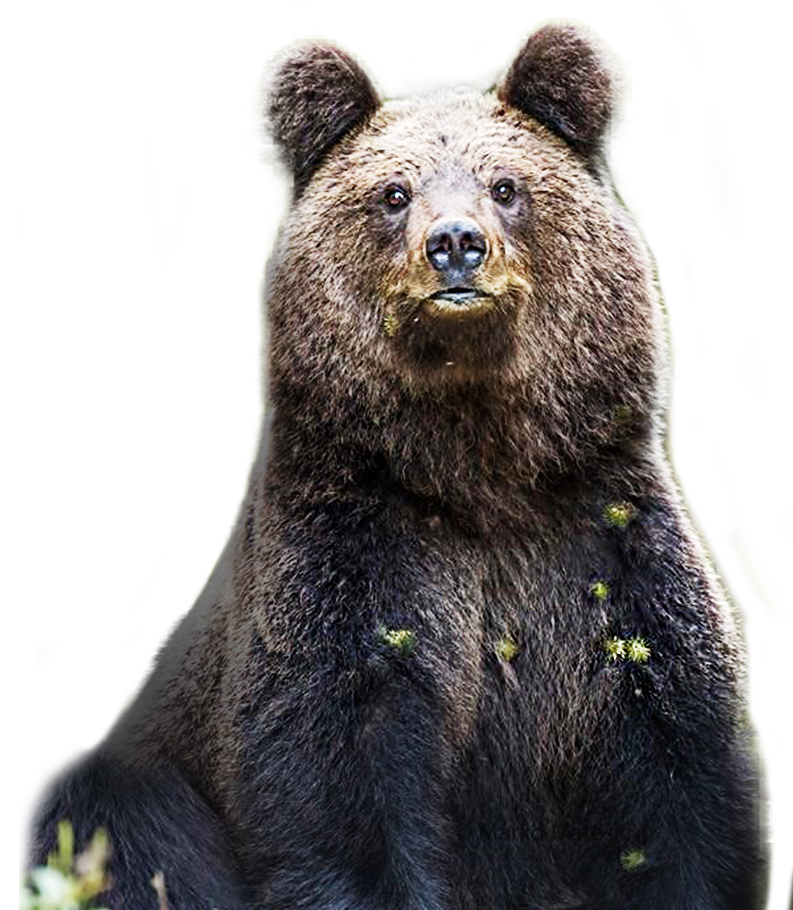 medvjed smeđi