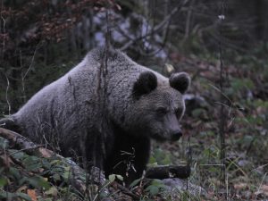 medvjed (foto Dario Štefančić)