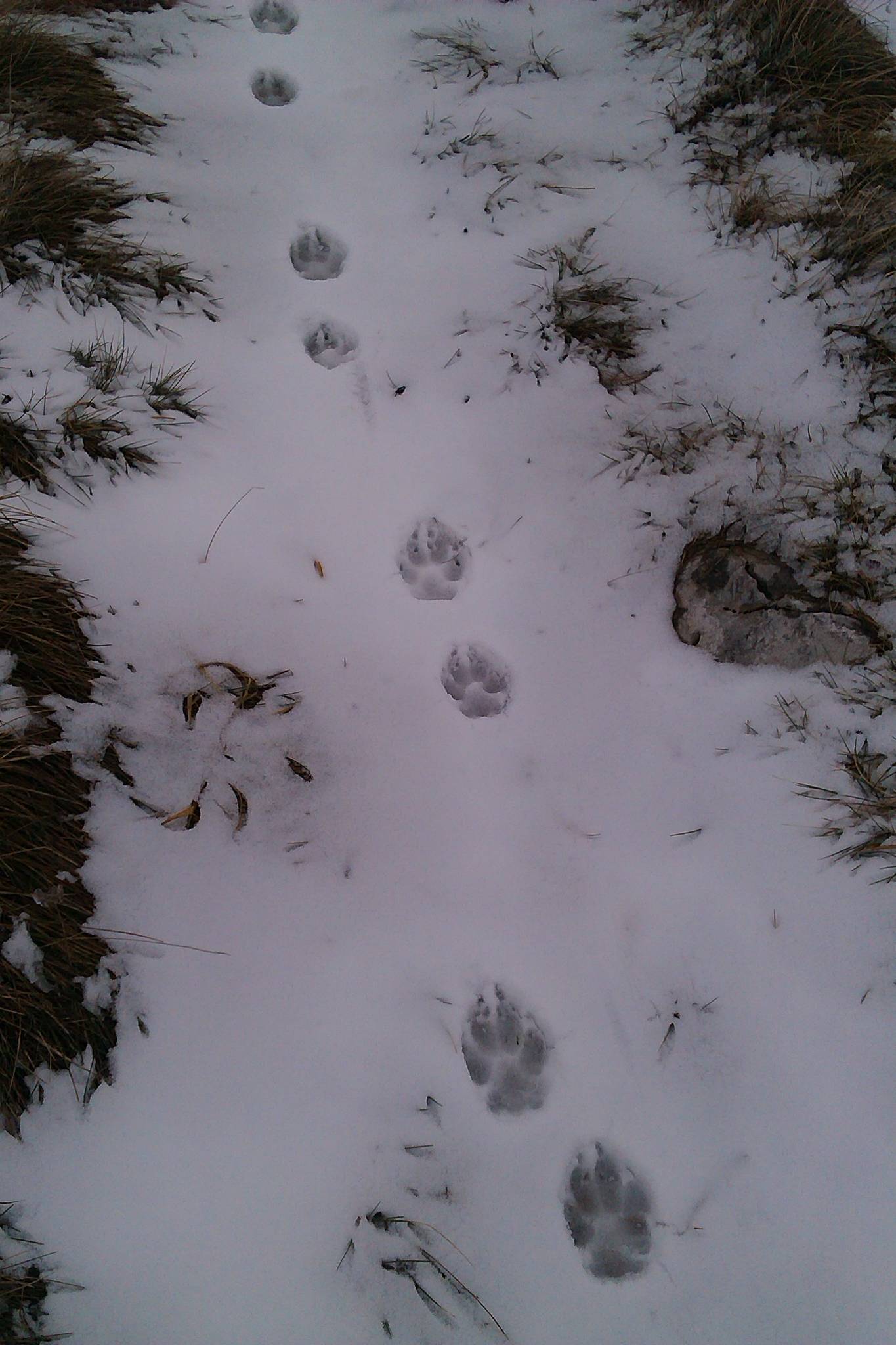 šape vuka u snijegu