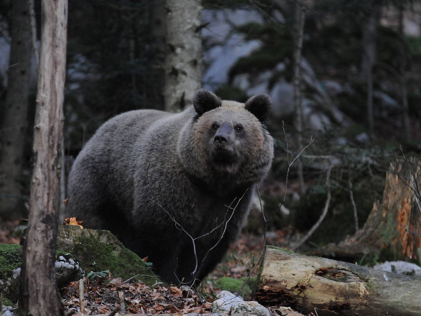 fotografija smeđeg medvjeda, naše najveće zvijeri