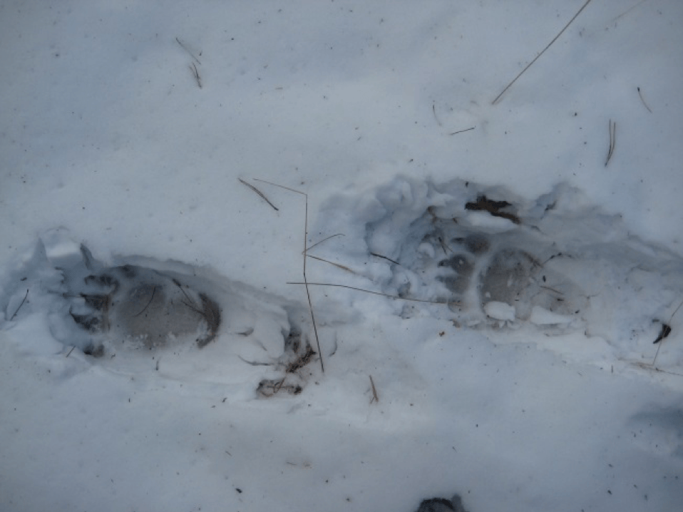 Medvjeđi trag u snijegu