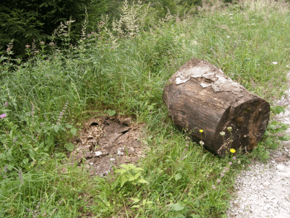 Izvrnuta debla (Foto: M. Modrić)