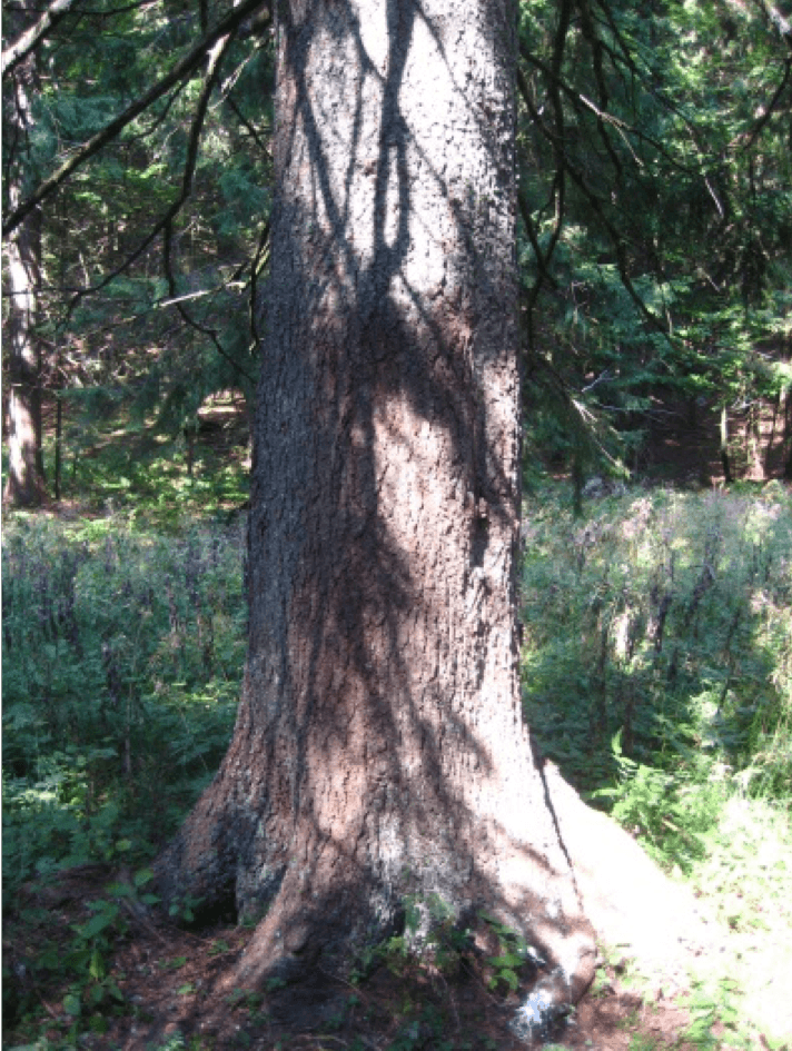 medvjeđe stablo