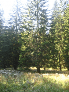 šuma