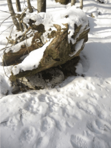 tragovi risa u snijegu