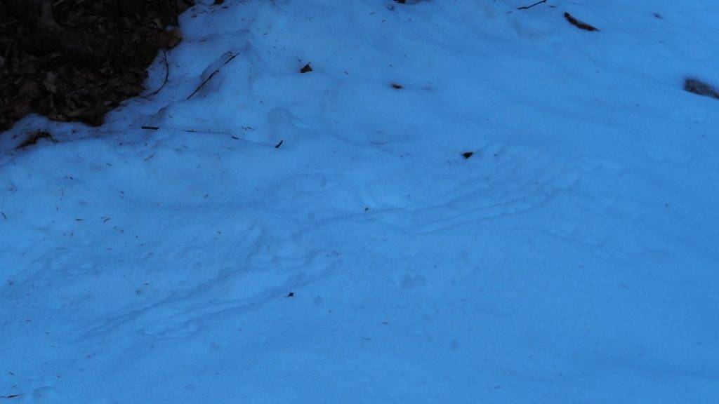 tragovi grebanja vuka u snijegu