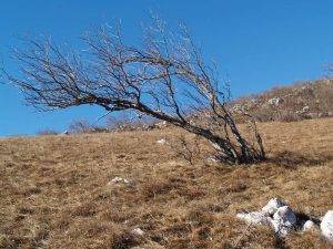 Stablo mukinje koje se nagnulo zbog udara bure
