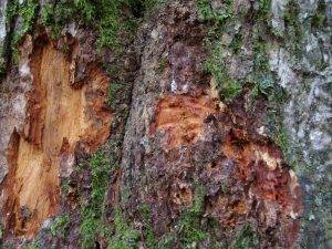 Medvjeđi tragovi kandža na kori živućeg stabla jele
