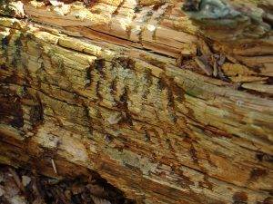 Tragovi medvjeđih kandži na trulom ležećem deblu crnogoričnog drveta