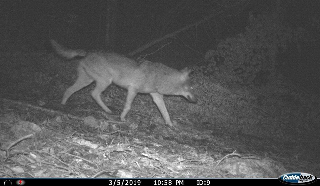foto zamka vuka po noći