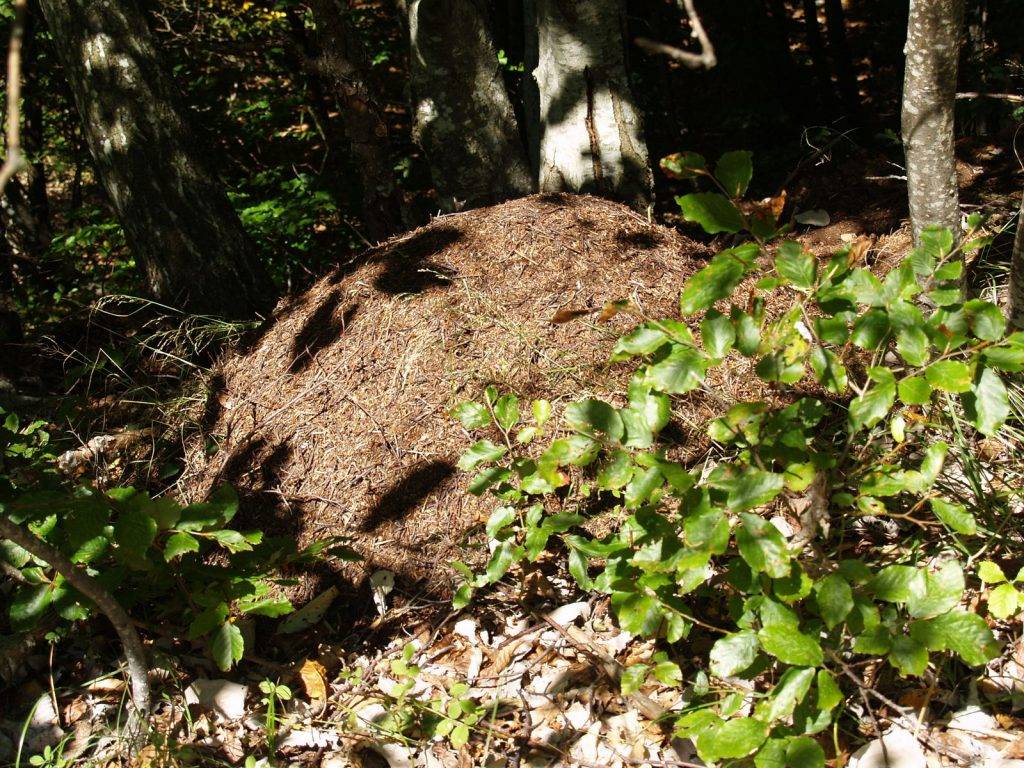 Mravi roda "šumskih mrava"