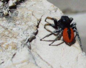 pauk sa crvenim tijelom na stijeni