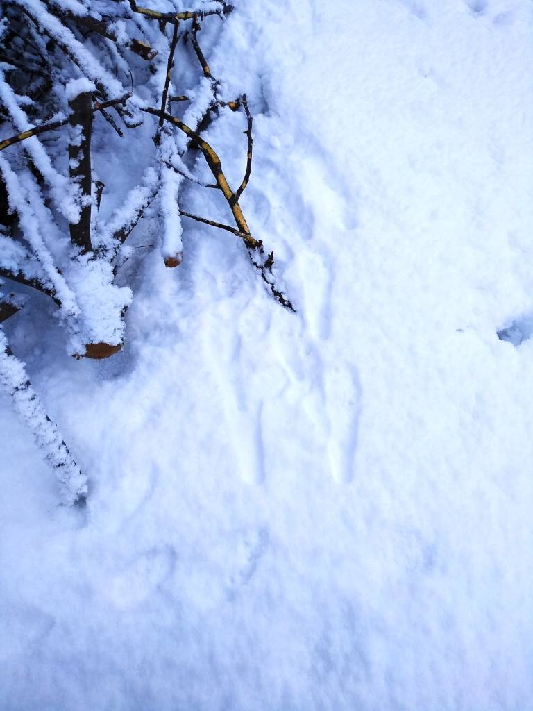 Zečji tragovi u snijegu
