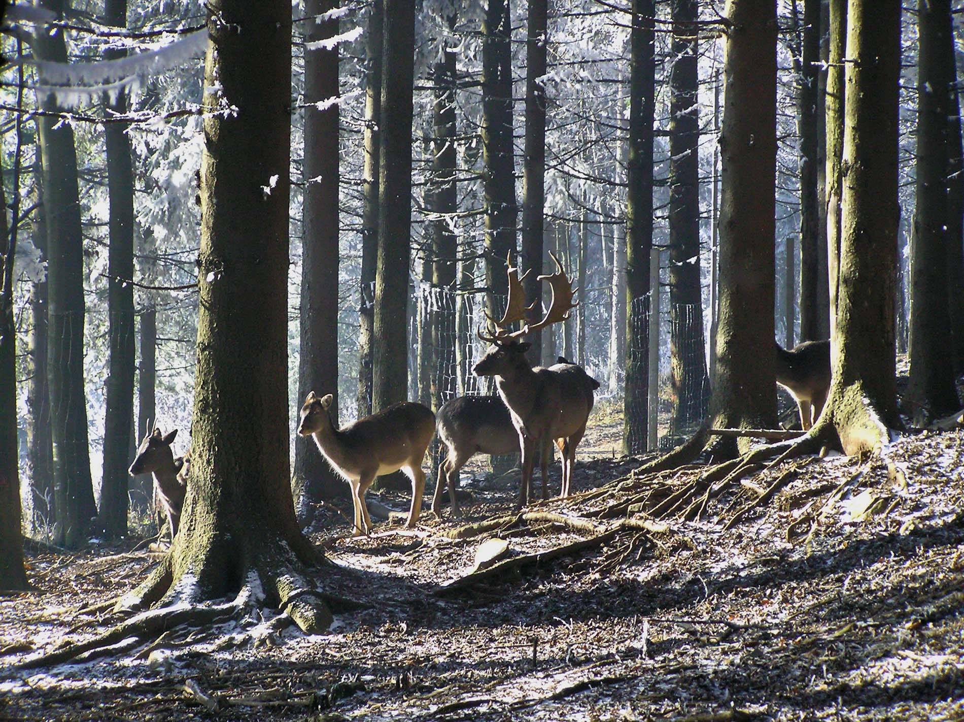 Park šuma Japlenški vrh jeleni