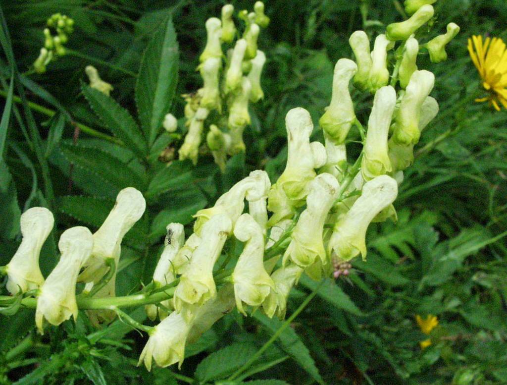 Bodac (Cirsium vulgare)