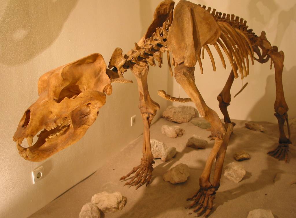 kostur špiljskog medvjeda
