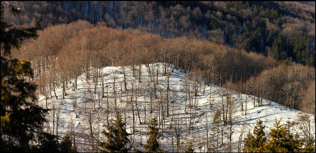  Zimski aspekt pretplaninske bukove šume na Risnjaku (foto: Dinko Dorčić)